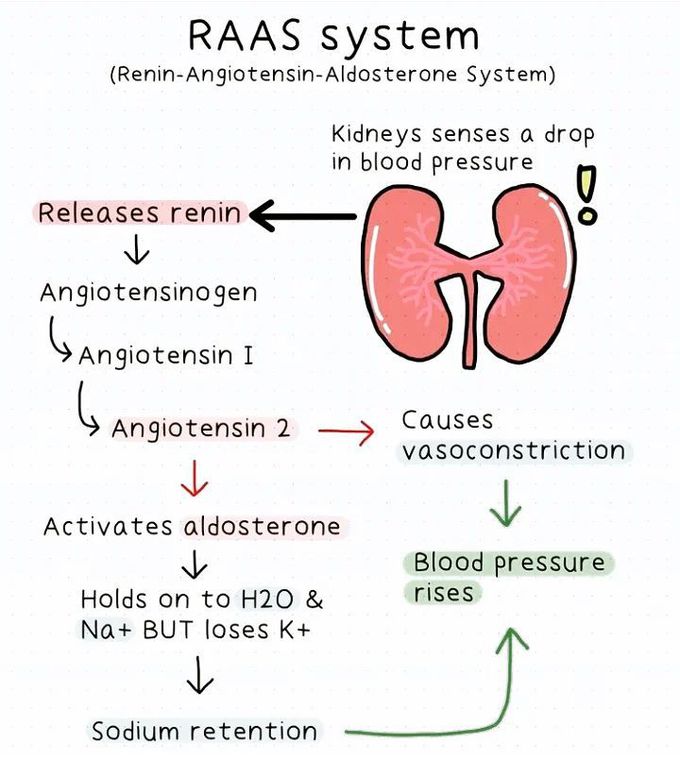 Renin-Angiotensin-Aldosterone System (RAAS)