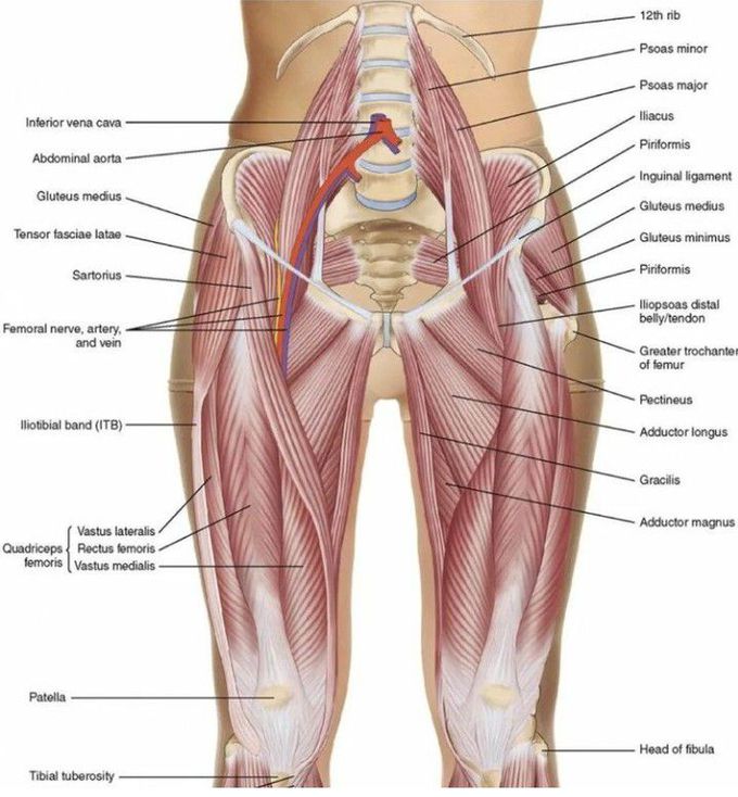 Muscles of Hip Joint -Anterior View