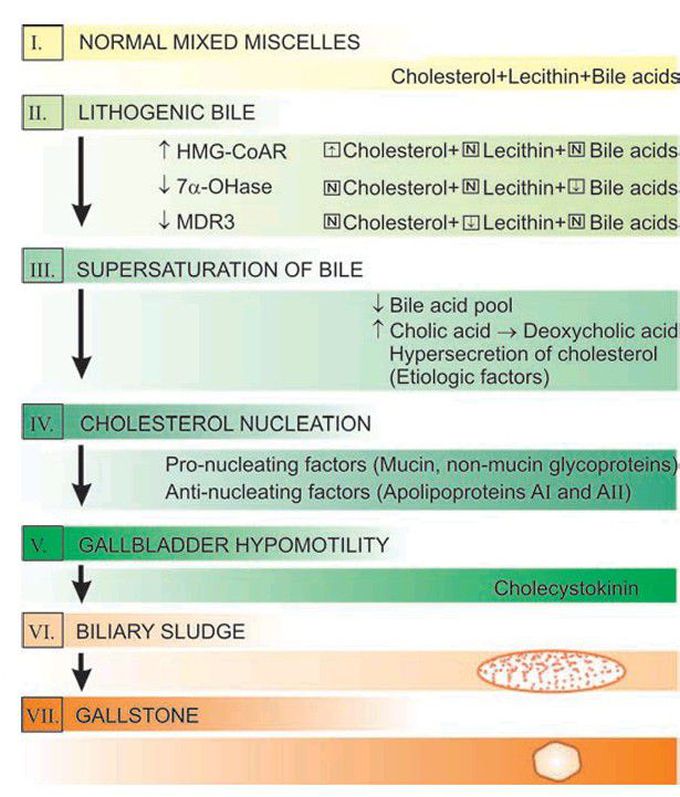 Gallstone formation