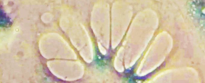 Scientists Just Successfully Reversed Ageing in Lab Grown Human Cells
