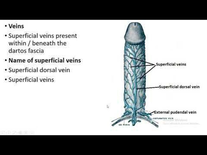 Veins of the Penis