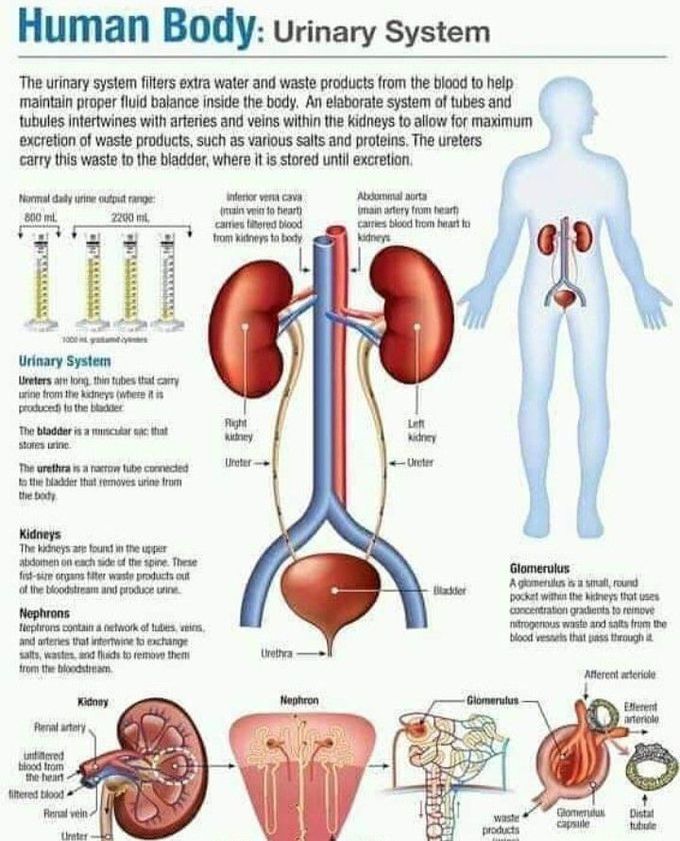 Urinary System Question And Answer
