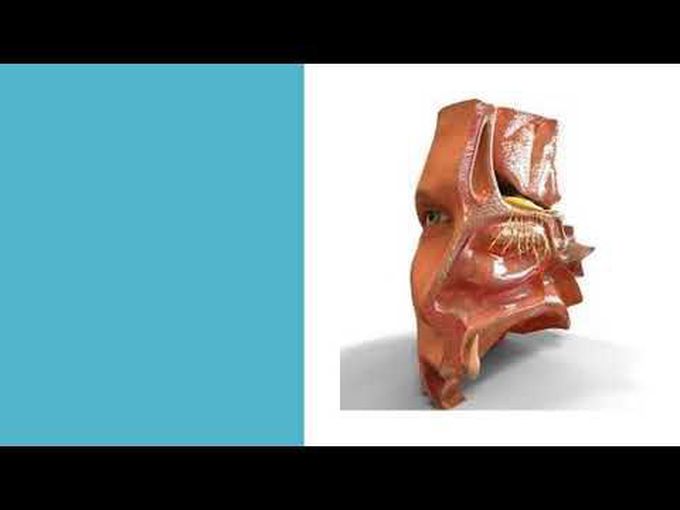 Precise Embryology of nasal cavity
