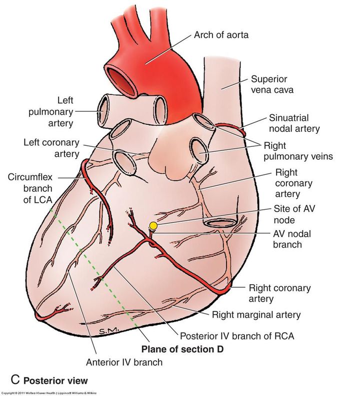 The heart...