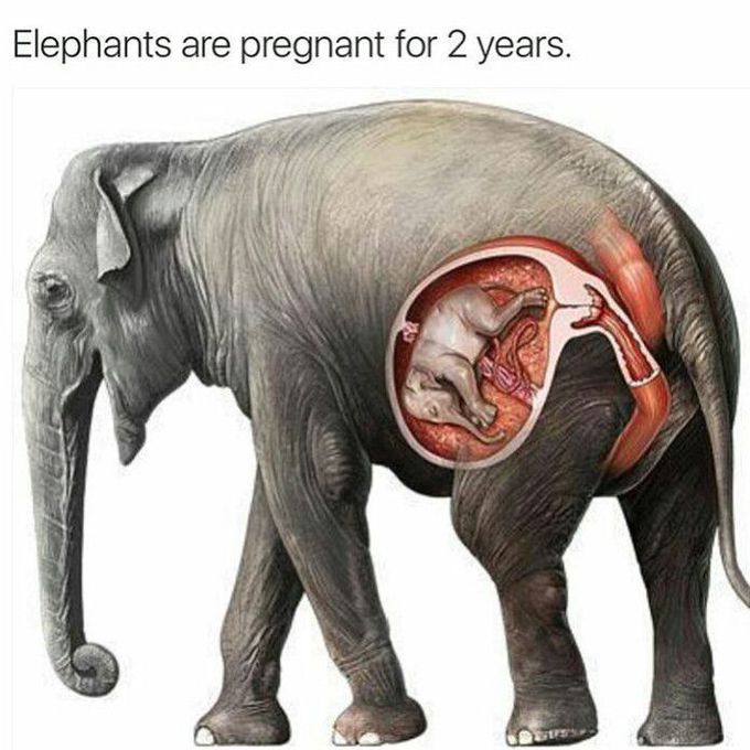 Elephant fact