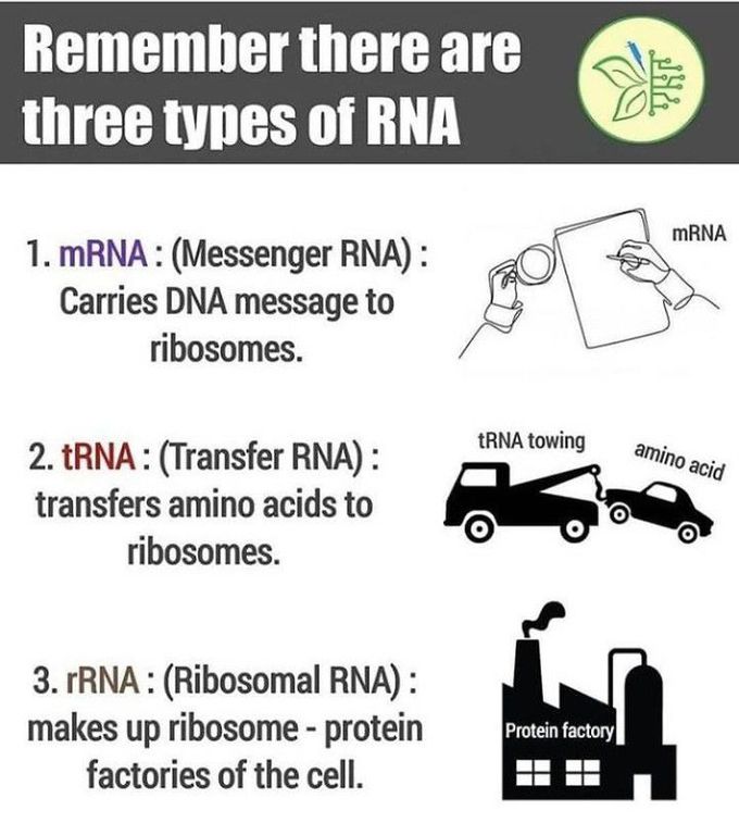 Types of RNA