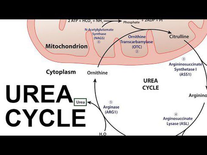 Learn basics of Ornithine cycle in detail