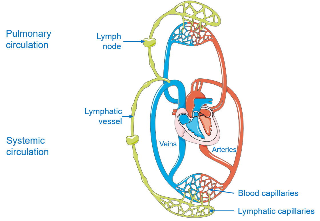 Lymphatic system consists of a complex network of vessels, - MEDizzy