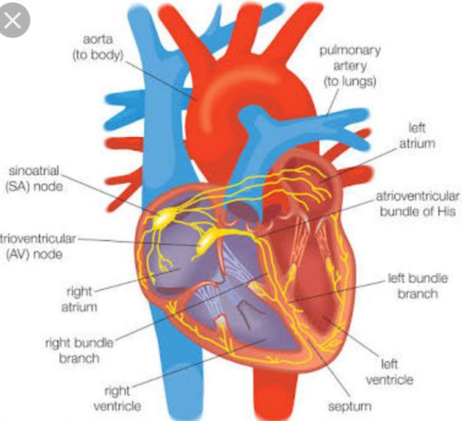 Human heart