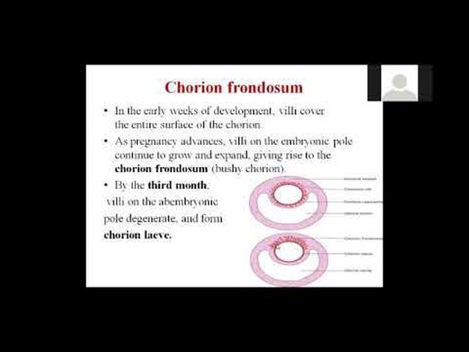 Embryology of Chorion