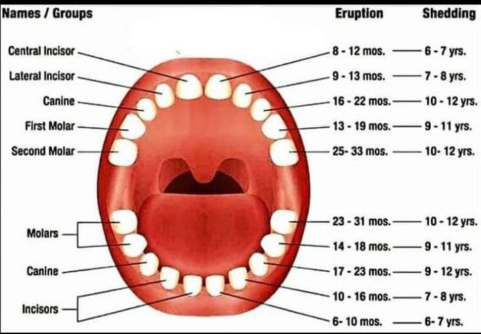Chronology of tooth
