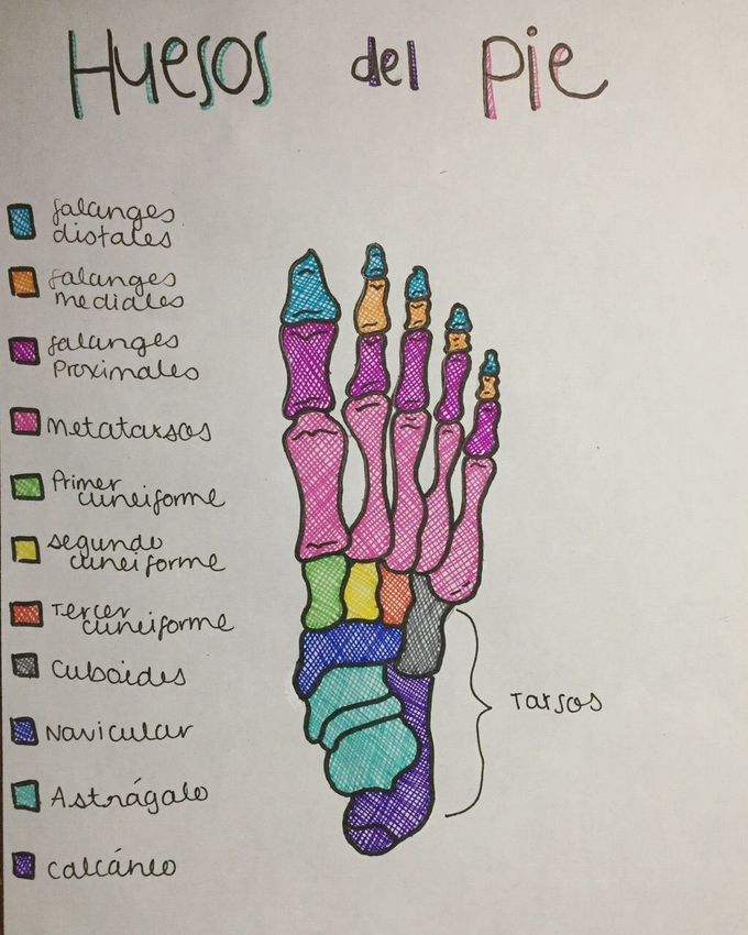 Feet bones