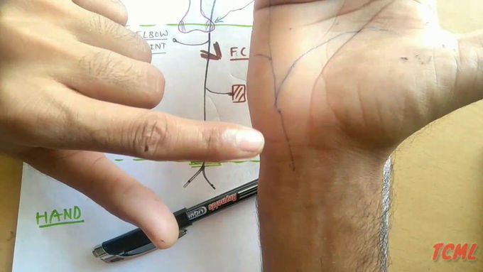 Ulnar Nerve ( Chart ) , PART - 2/3