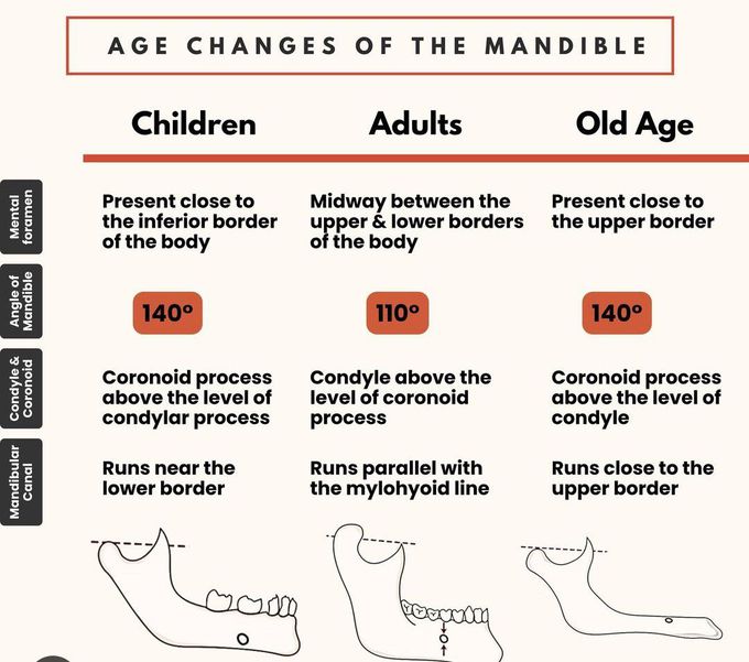Age changes of the Mandible