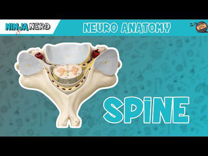 Cross-Section of Spinal Cord: A tutorial