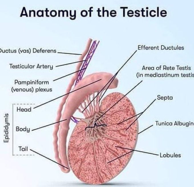 Anatomy of testicle