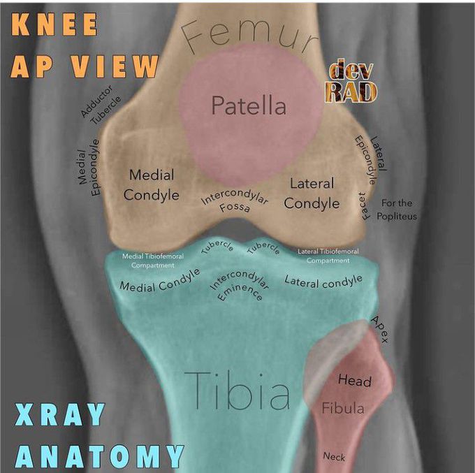 AP view of Knee