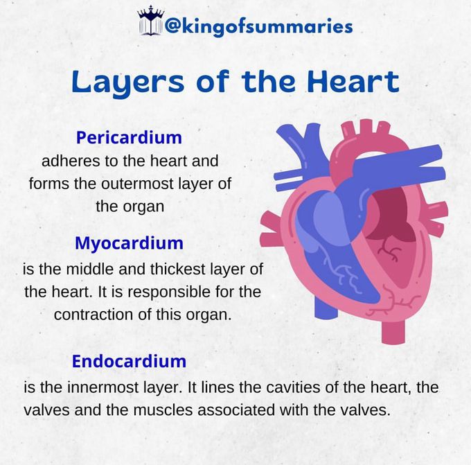 layers of the heart