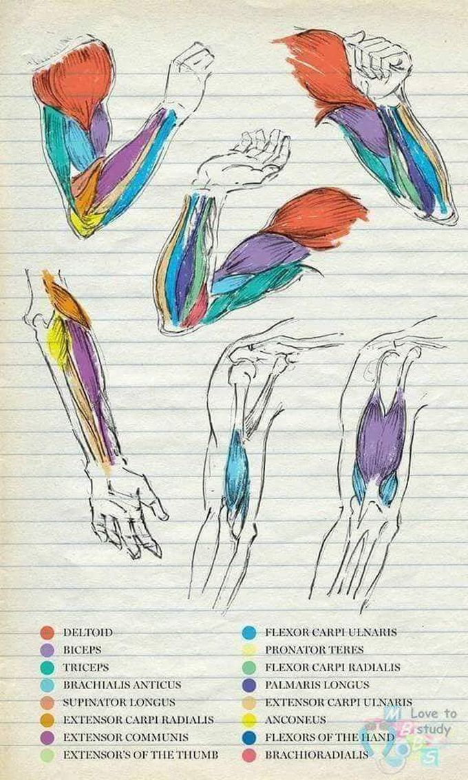 Anatomy illustrations
