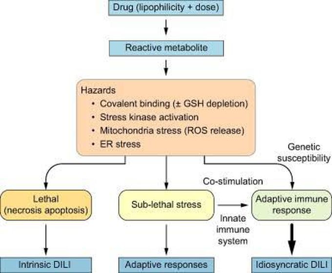 Drug induced hepatitis