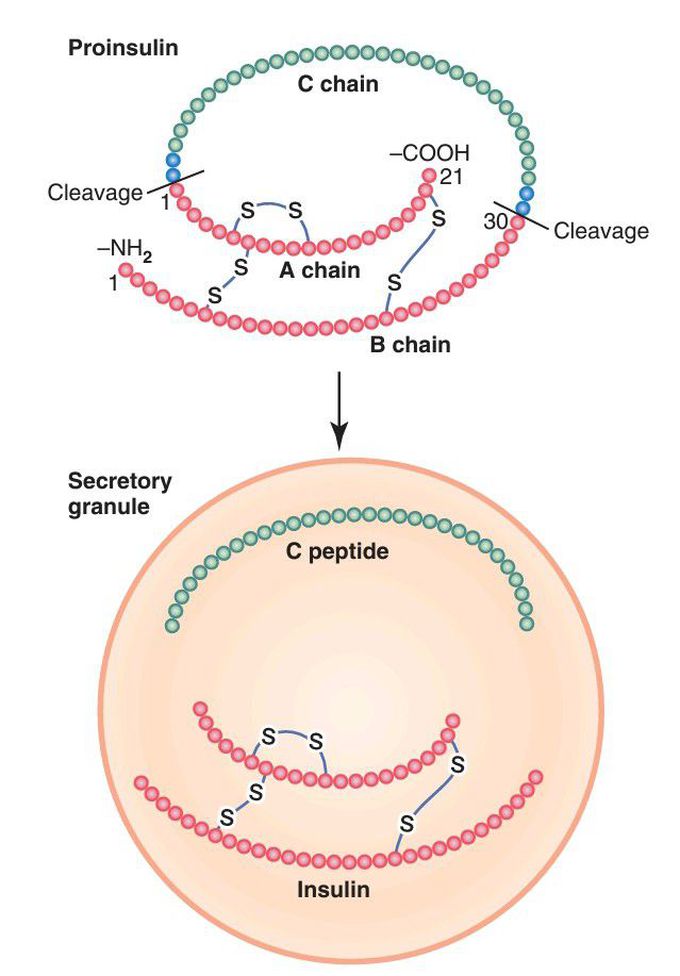 Human proinsulin molecule