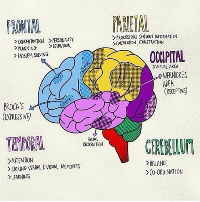 Parts of Brain