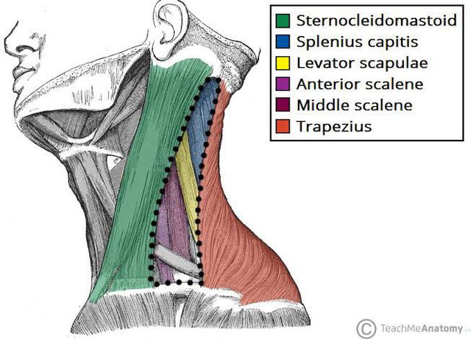 Posterior triangle of the neck