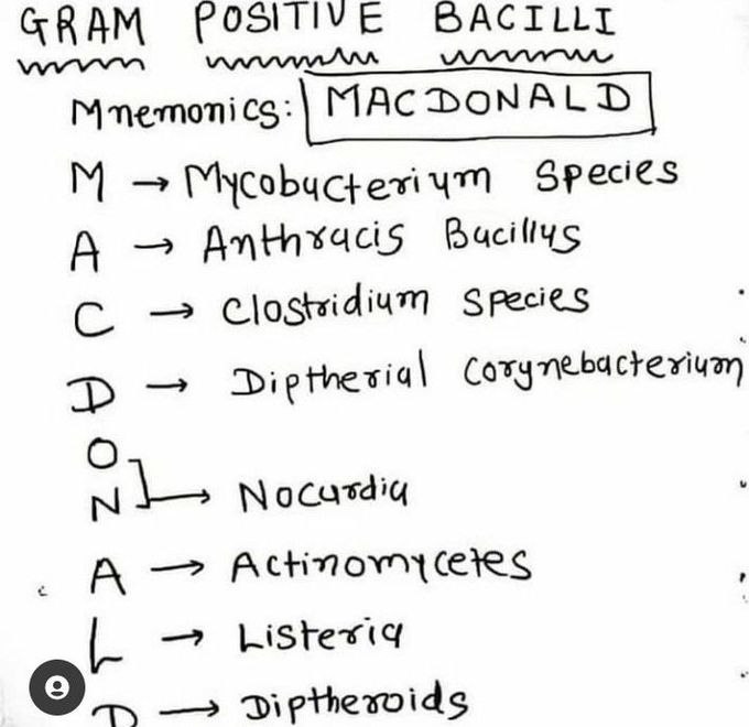 Gram positive bacilli