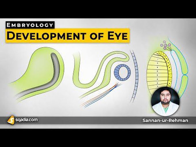 Formation of eye