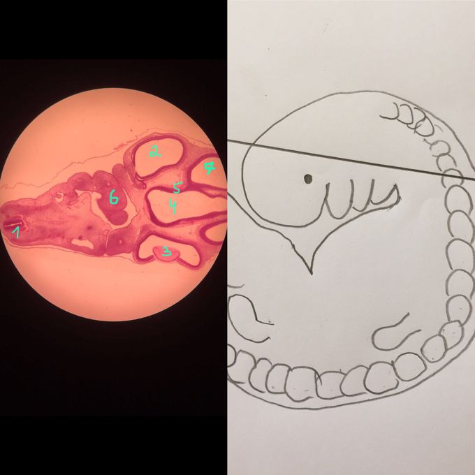 Nervous tissue development