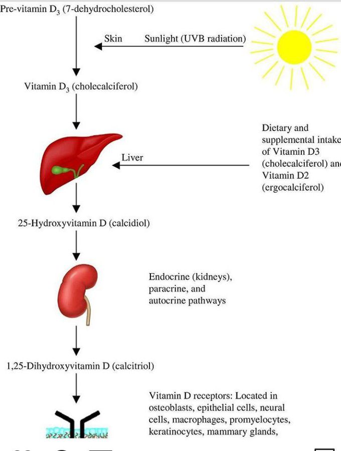 Activation of vit D