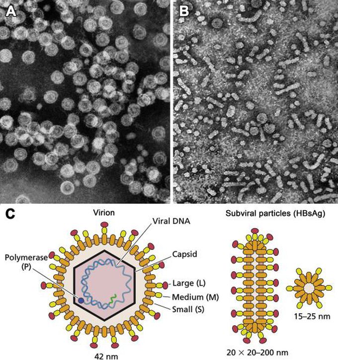 Hepadnavirus B