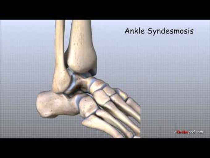 Ankle Joint Overview.