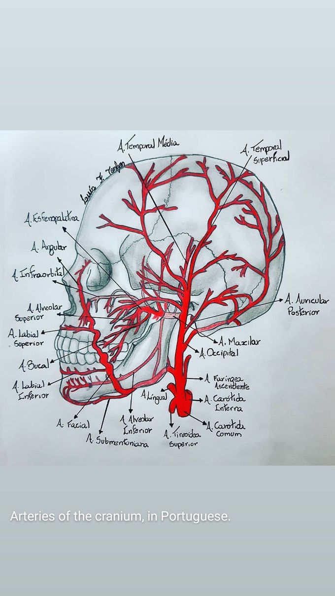 Arteries of the cranium, in Portuguese