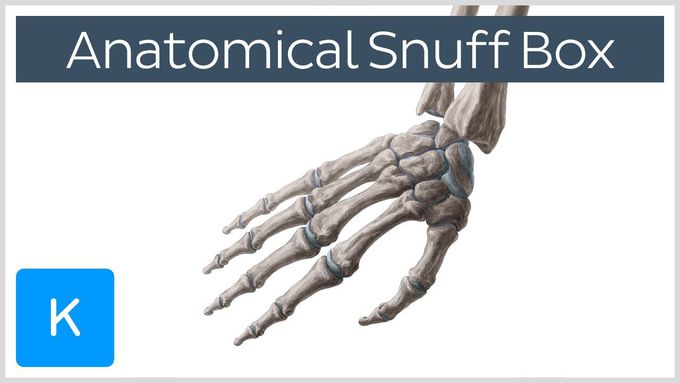 Anatomical Snuff Box