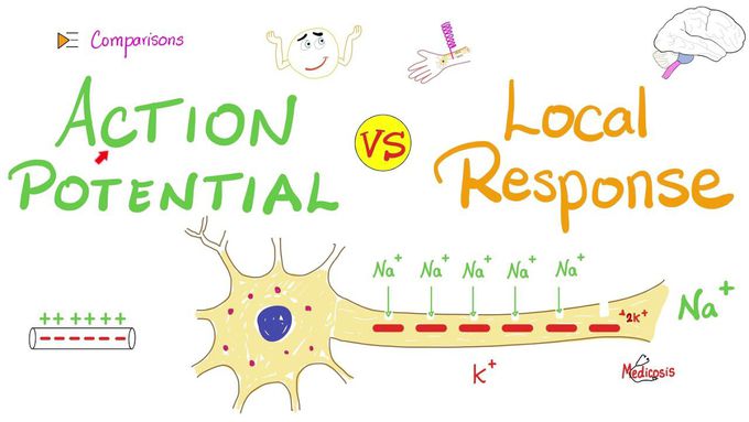 Action Potential vs Local Response | A Comparison