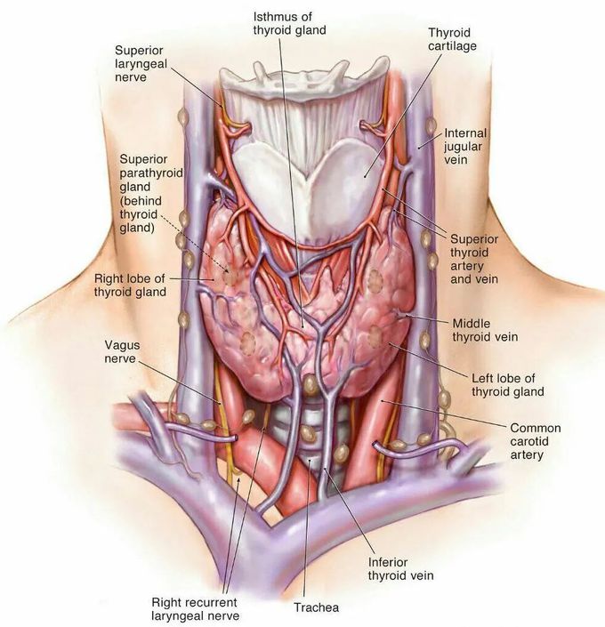 Anatomy of the neck