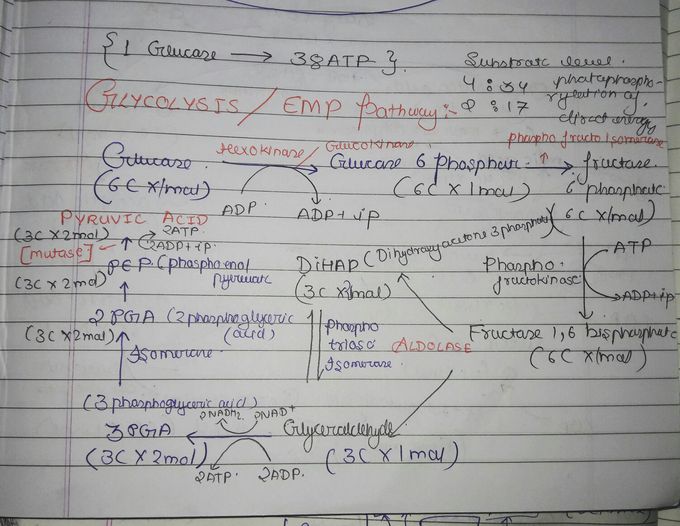 Glycolysis