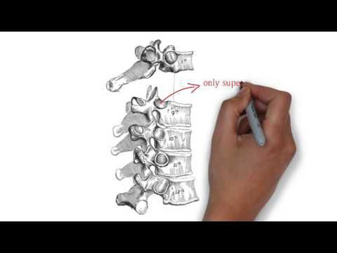 Thoracic vertebrae anatomy