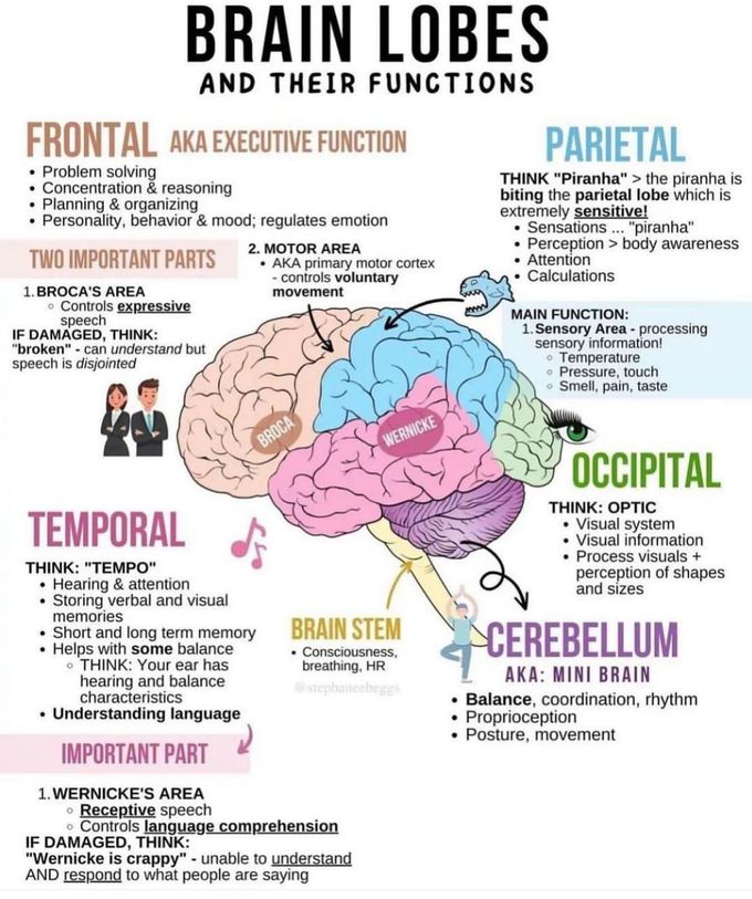 Brain Lobes