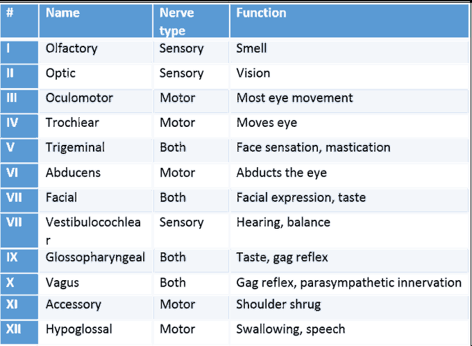 Cranial nerves poem