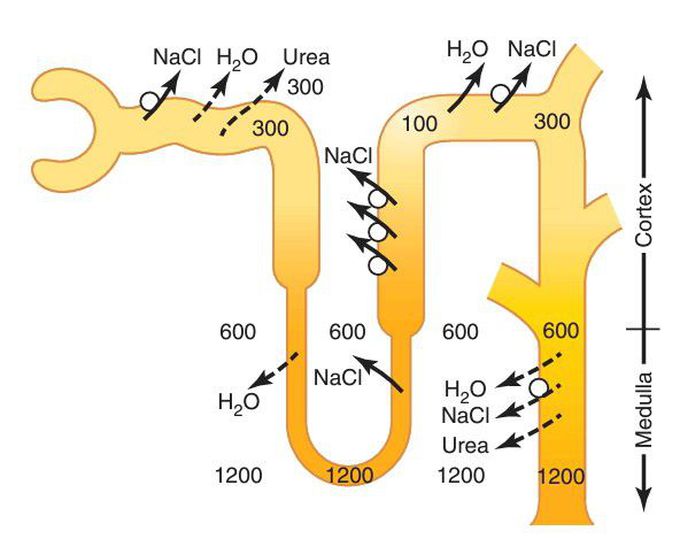 Formation of concentrated urine