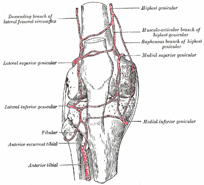 This is how blood supply of knee joint looks like!