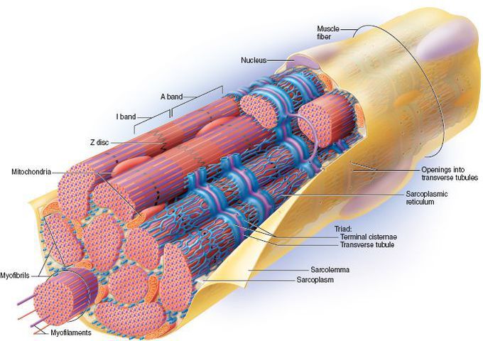 Anatomy