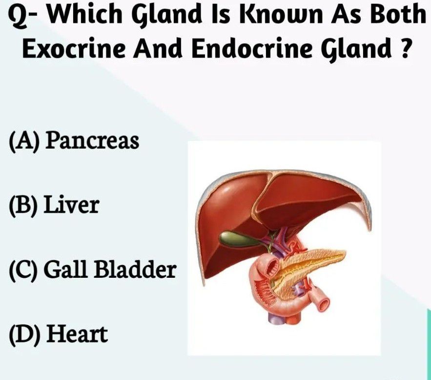 Gland - MEDizzy