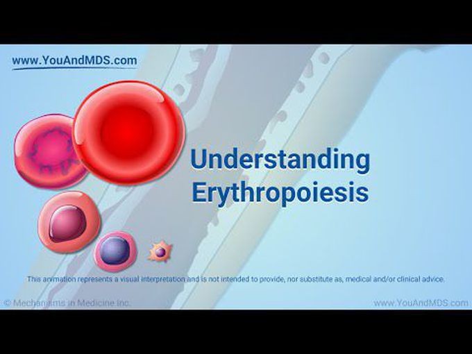 Precise Animated histology of Erythropoiesis