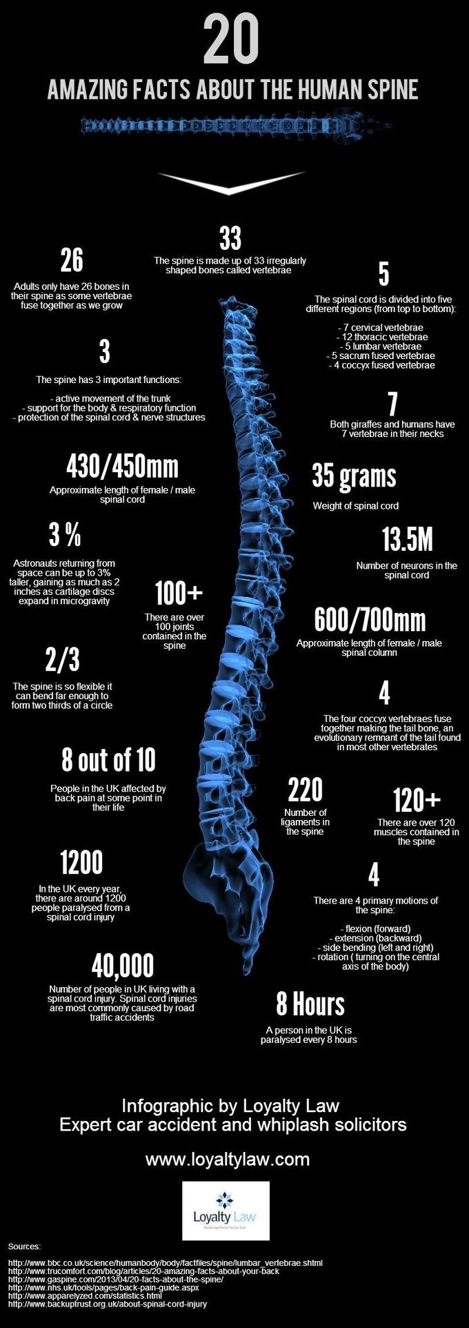 Fact about human spine