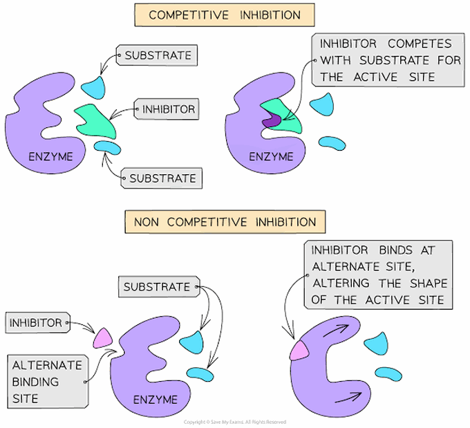 Competitive and Non-competitive Inhibition