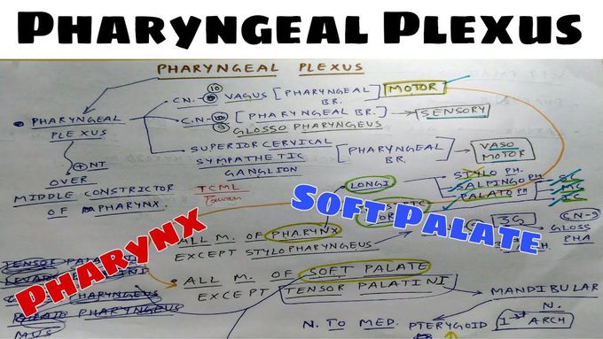 Pharyngeal Plexus - Pharynx & Soft Palate Muscles and Nerve Supply