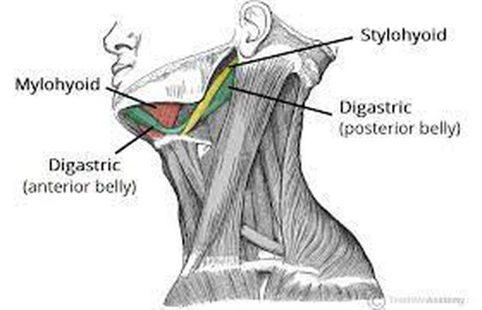 digastric muscle